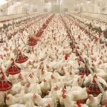 علت گرانی گوشت مرغ مشخص شد/ نان و مرغ گران‌تر می‌شود؟