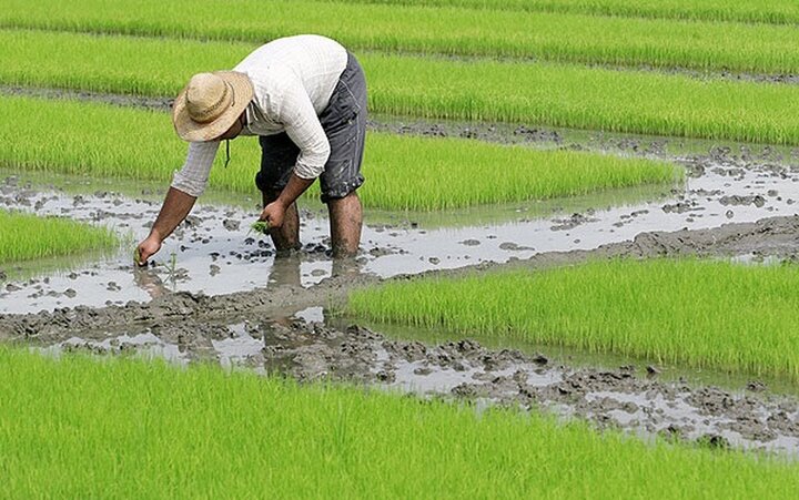انتقاد از ابلاغیه معاون اول در استفاده از برنج مازندران برای دستگاههای دولتی/ چرا برنج گیلان حذف شده