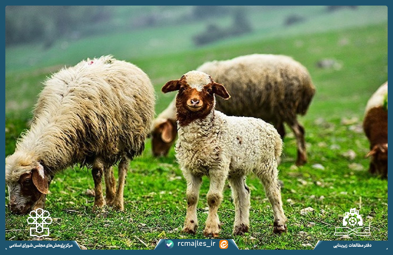 مروری بر اهمیت پرورش دام در سامانه های مبتنی بر چرا در کشور