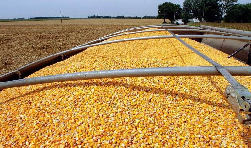 تفحص از واردات نهاده‌های دامی در مجلس کلید خورد