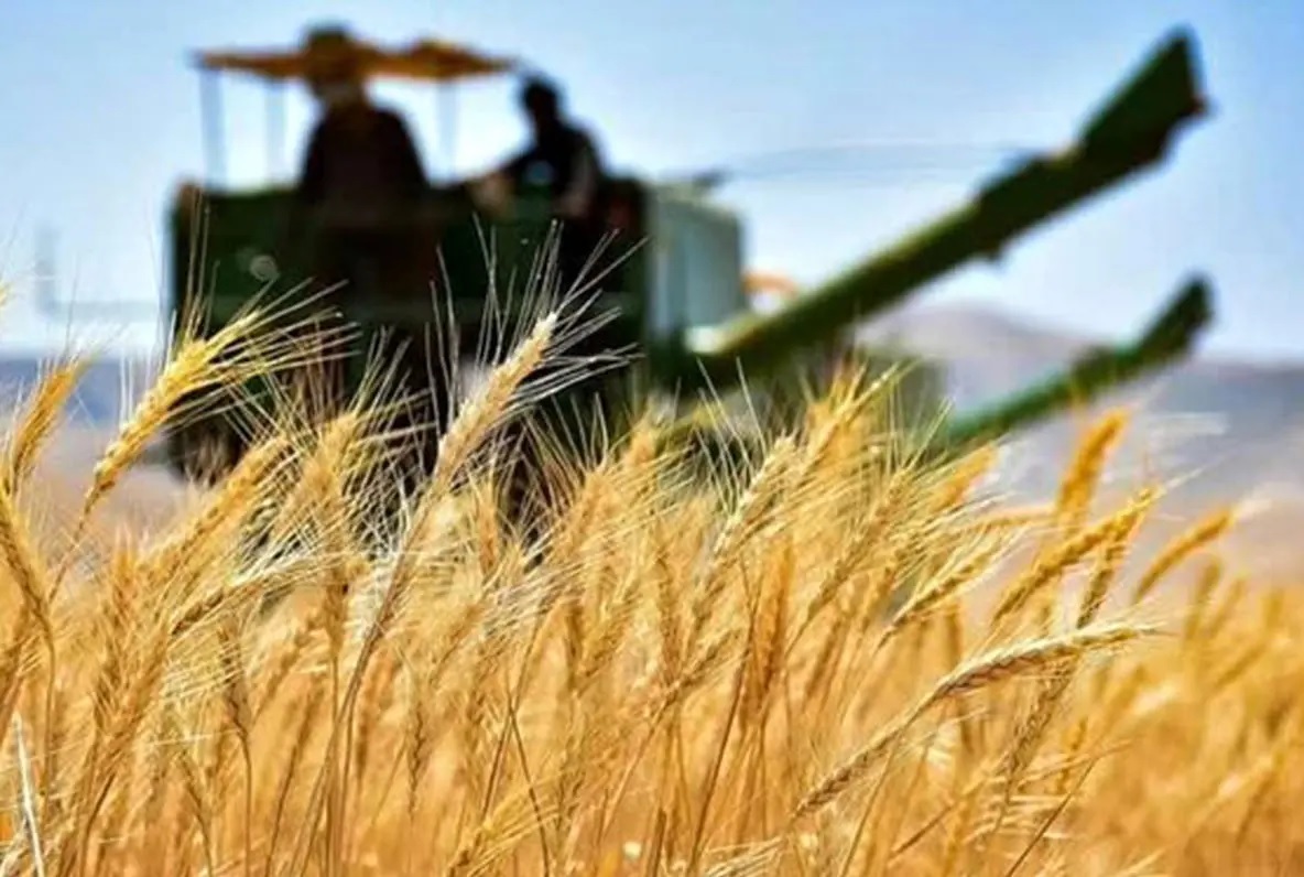 گزارش برخط دیوان محاسبات کشور از وضعیت پرداختهای مرتبط با خرید تضمینی گندم