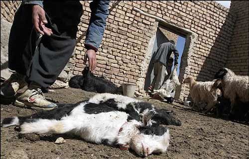 شیوع گسترده تب برفکی و هشدار درباره تلفات ۴۰ درصدی دام‌های کشور